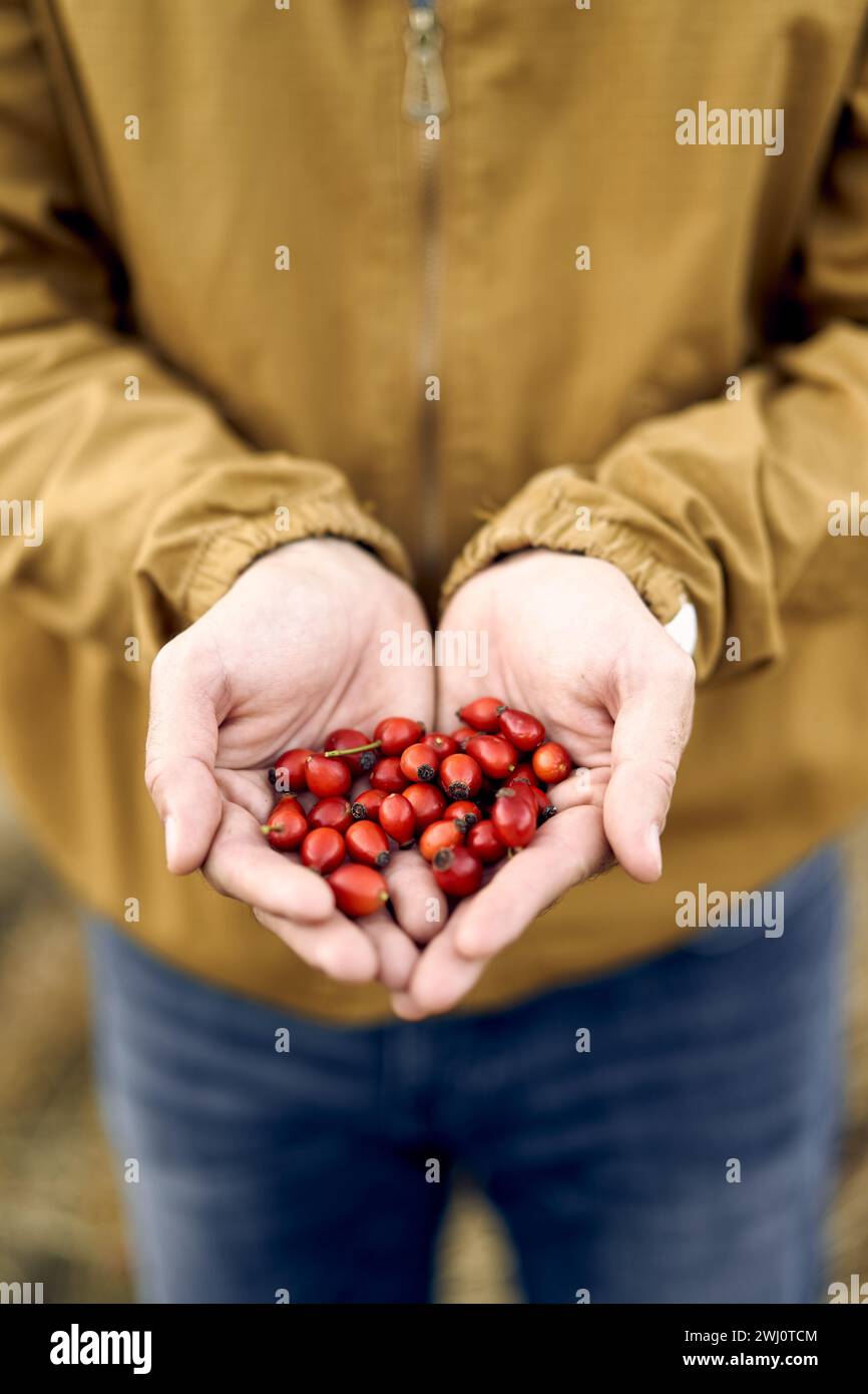 Red rosehips in the palms of a man. Cropped. Faceless Stock Photo