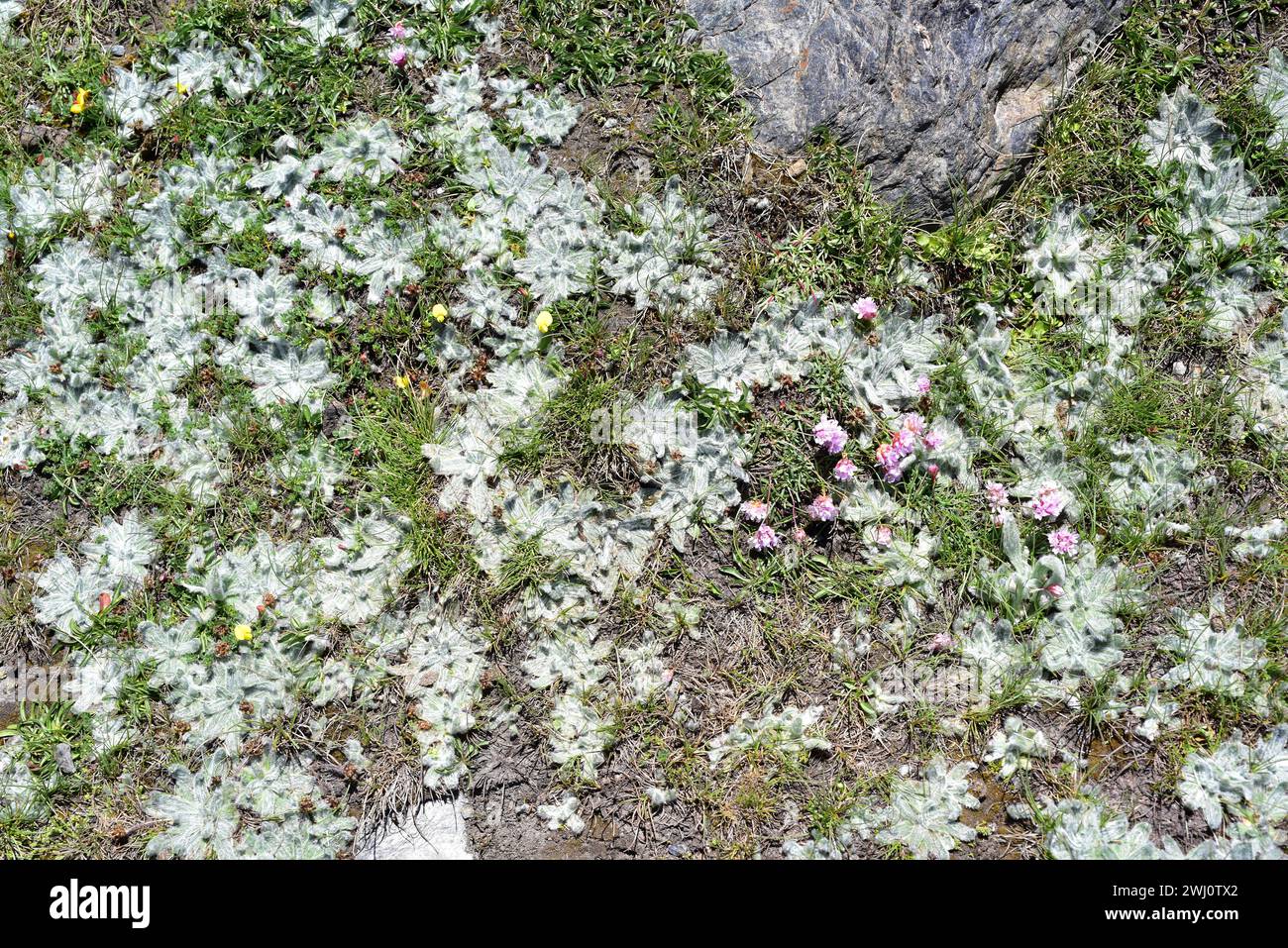 Estrella de las nieves (Plantago nivalis) is a perennial herb endemic to Sierra Nevada. At right Armeria splendens (pink flowers). This photo was take Stock Photo