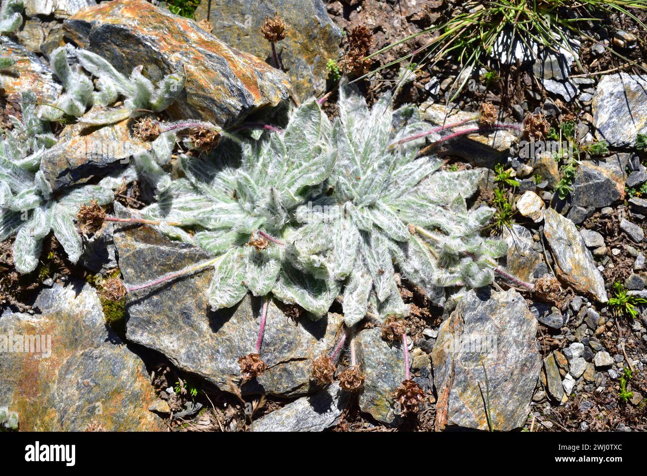 Estrella de las nieves (Plantago nivalis) is a perennial herb endemic to Sierra Nevada. This photo was taken in Sierra Nevada National Park, Granada p Stock Photo
