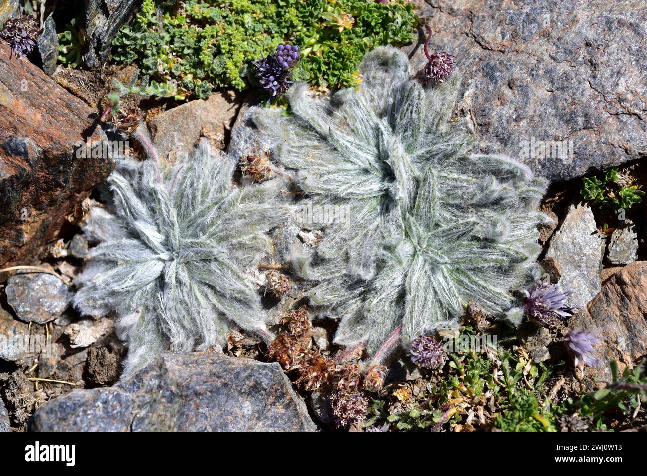 Estrella de las nieves (Plantago nivalis) is a perennial herb endemic to Sierra Nevada. This photo was taken in Sierra Nevada National Park, Granada p Stock Photo