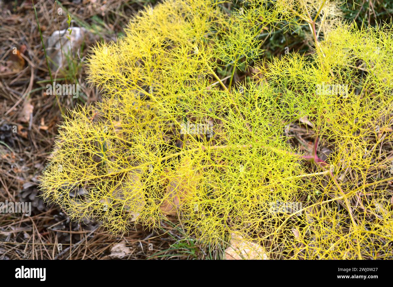 Prangos trifida is a perennial herb native to southern Europe. This photo was taken in Sierra Nevada National Park, Granada province, Andalucia, Spain Stock Photo