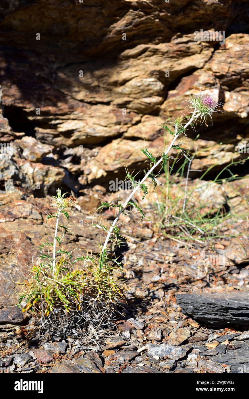 Cardo perruno (Ptilostemon hispanicus) is a perennial spiny herb native to Sierras Beticas. This photo was taken in Las Alpujarras, Sierra Nevada Nati Stock Photo