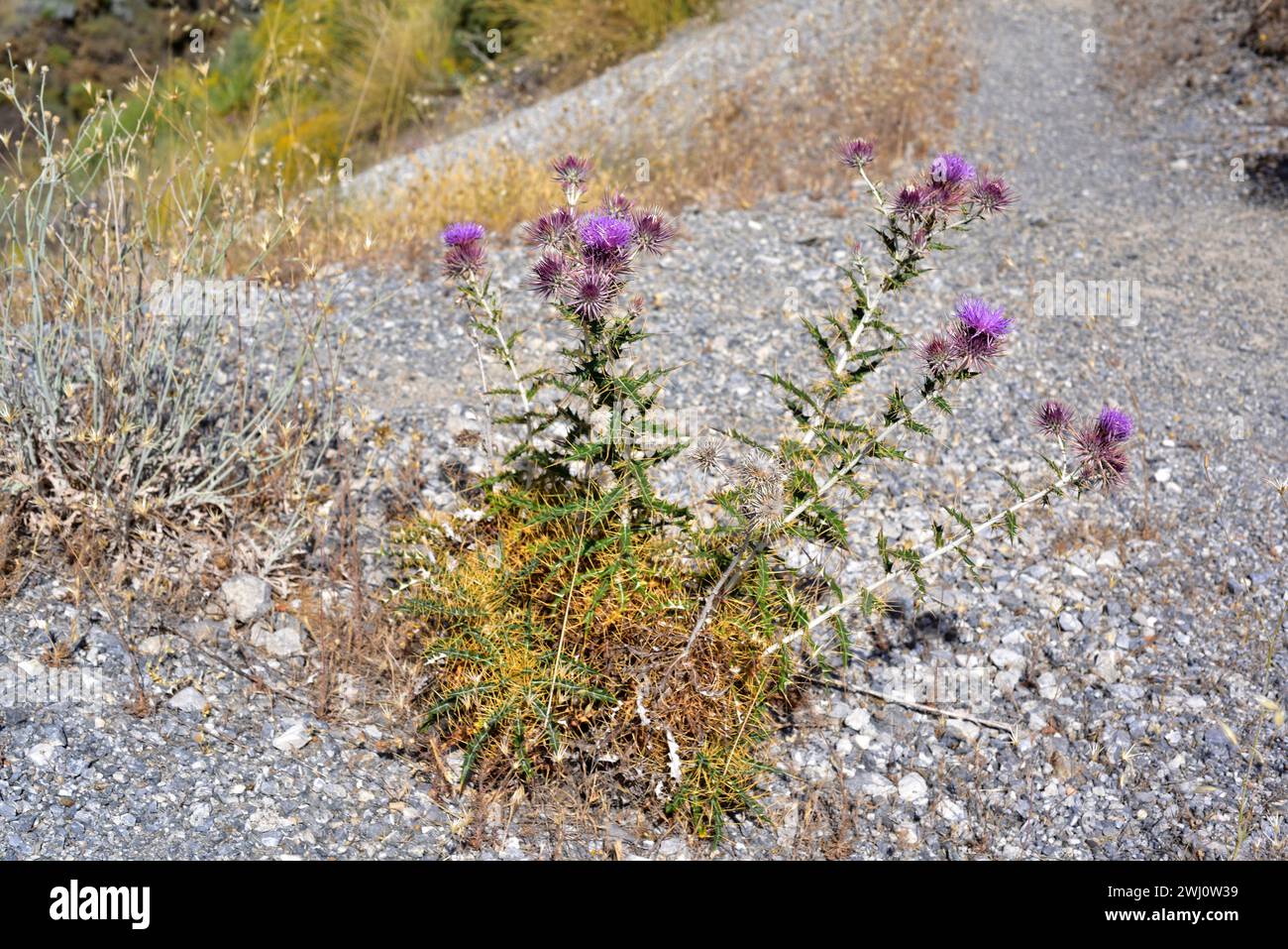 Cardo perruno (Ptilostemon hispanicus) is a perennial spiny herb native to Sierras Beticas. This photo was taken in Sierra Nevada National Park, Grana Stock Photo