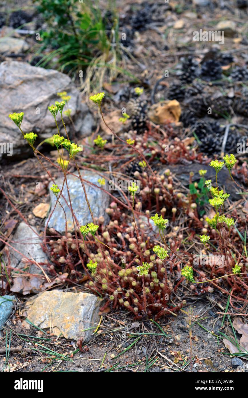 Sedum forsterianum is a perennial herb native to western Mediterranean Basin. This photo was taken in Sierra Nevada National Park, Granada province, A Stock Photo
