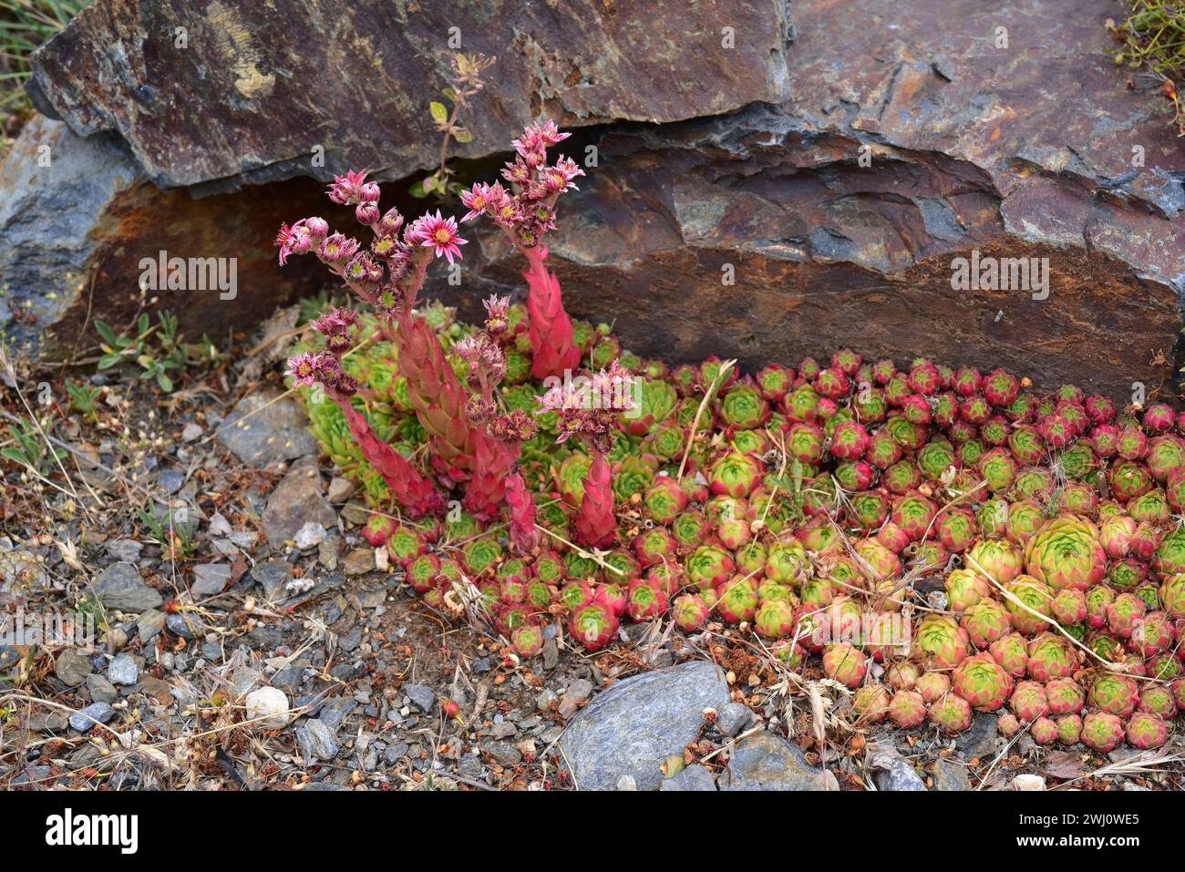 Siempreviva de Sierra Nevada (Sempervivum minutum or Sempervivum nevadense) is a perennial herb endemic to Sierra Nevada and Sierra de Baza. Grows abo Stock Photo