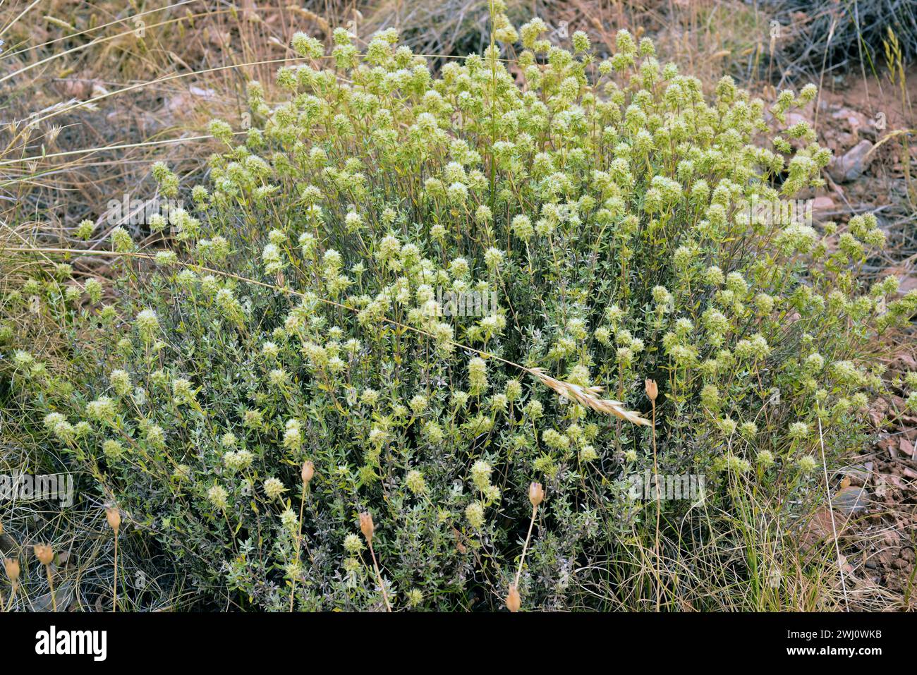 Tomillo blanco (Thymus mastichina) is a perennial herb endemic to center and southern Iberian Peninsula. This photo was taken in Las Alpujarras, Sierr Stock Photo