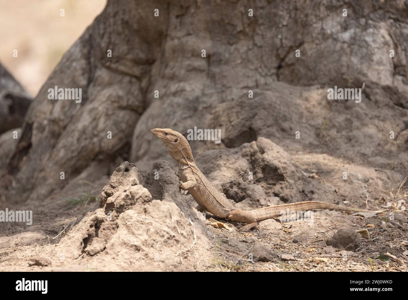 Monitor Lizard, Varanus albigularis, Panna Tiger Reserve, Madhya Pradesh, India Stock Photo