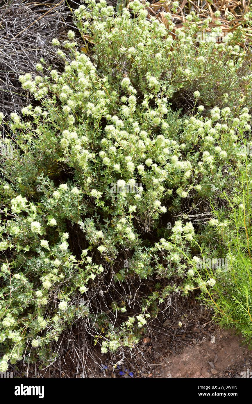 Tomillo blanco (Thymus mastichina) is a perennial herb endemic to center and southern Iberian Peninsula. This photo was taken in Las Alpujarras, Sierr Stock Photo