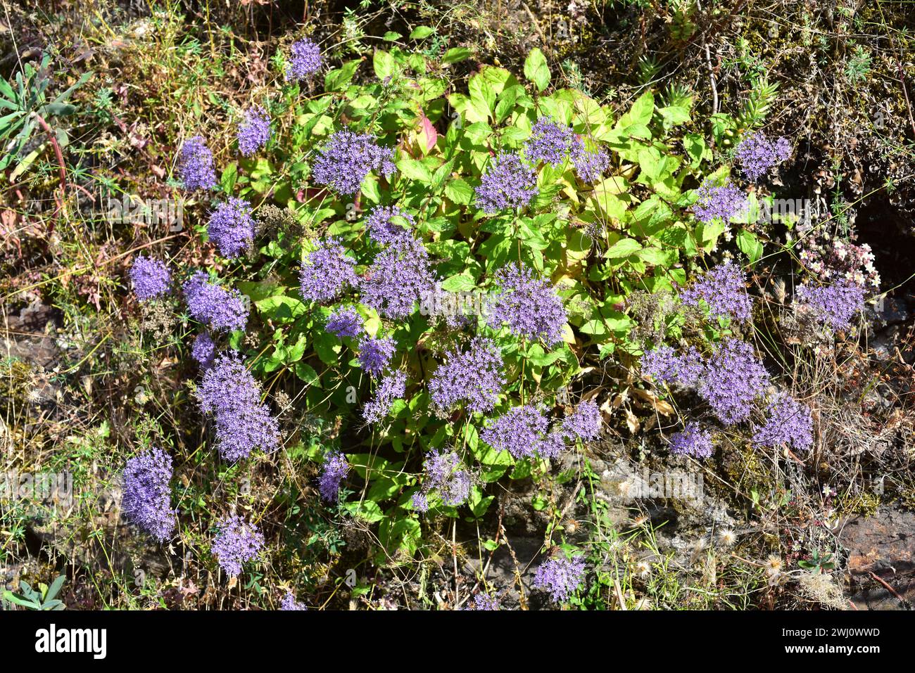 Blue throatwort (Trachelium caeruleum) is a perennial herb native to western Mediterranean Basin. This photo was taken in Las Alpujarras, Sierra Nevad Stock Photo