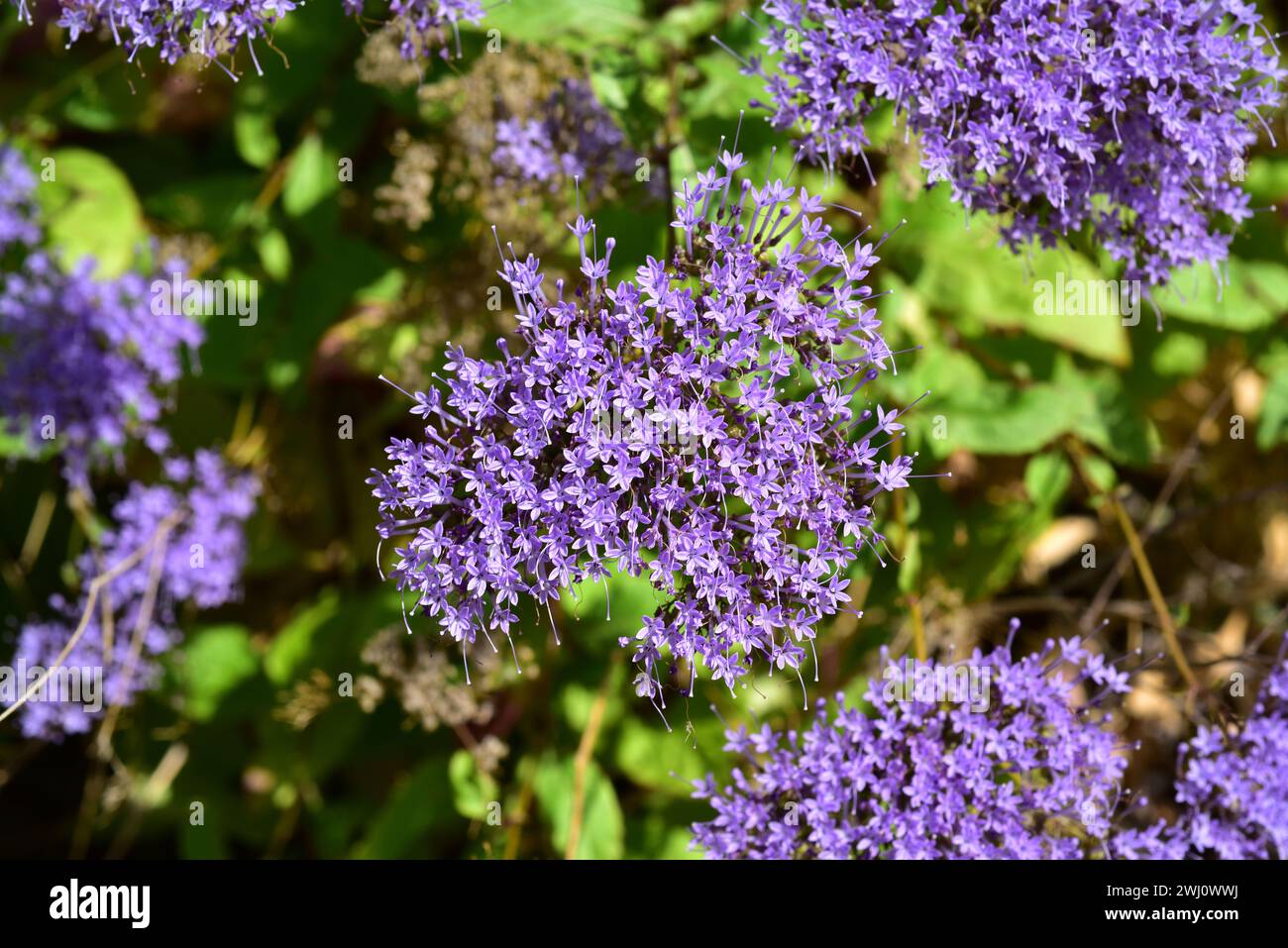 Blue throatwort (Trachelium caeruleum) is a perennial herb native to western Mediterranean Basin. This photo was taken in Las Alpujarras, Sierra Nevad Stock Photo
