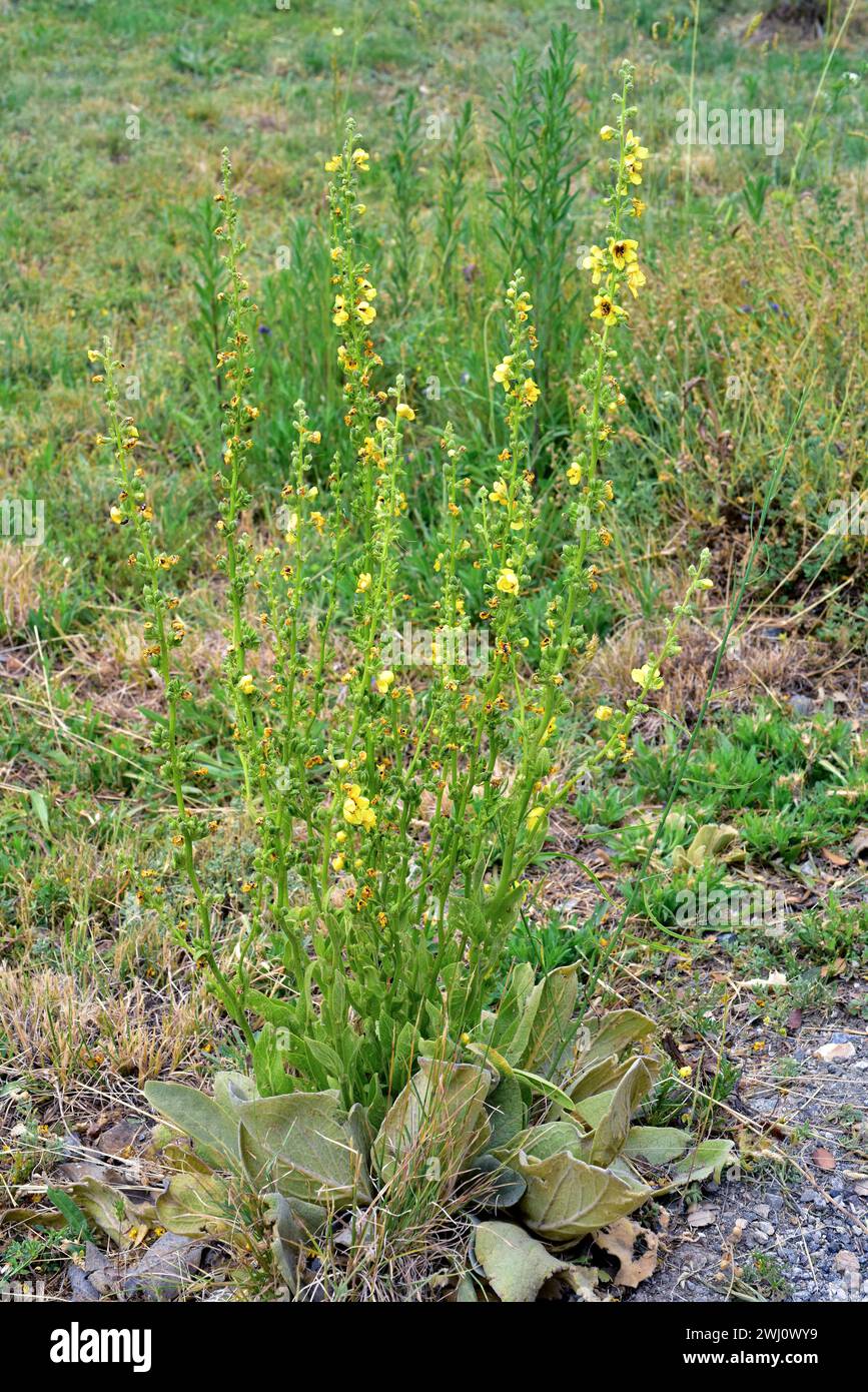 Gordolobo de Sierra Nevada (Verbascum nevadensis) is a perennial herb endemic to Sierras Beticas. This photo was taken in Sierra Nevada National Park, Stock Photo