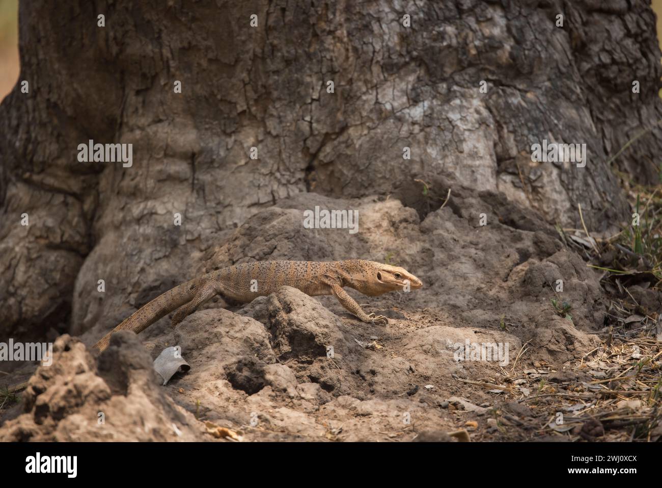 Monitor Lizard, Varanus albigularis, Panna Tiger Reserve, Madhya Pradesh, India Stock Photo
