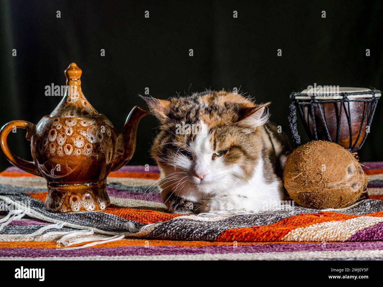 Dissatisfied cat with a kettle drum djembe and coconut on a colorful carpet Stock Photo