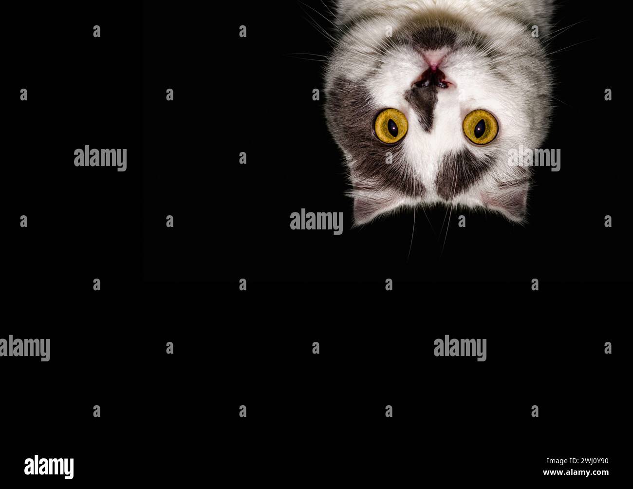 Black white cat with yellow eyes on a black background close up Stock Photo