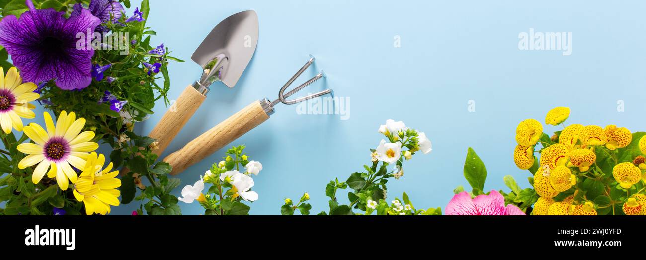 Spring decoration of a home balcony or terrace with flowers banner,, Lobelia and Alyssum, Bacopa and Petunia, Calceolaria and Osteospermum on a blue background, home gardening and hobbies Stock Photo
