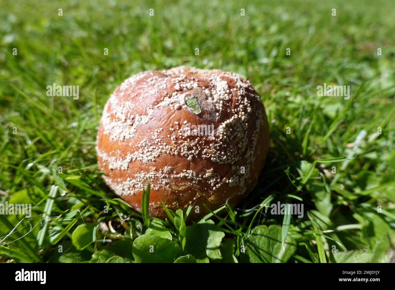 Fruit rot caused by Monilia fructigena on an apple Stock Photo