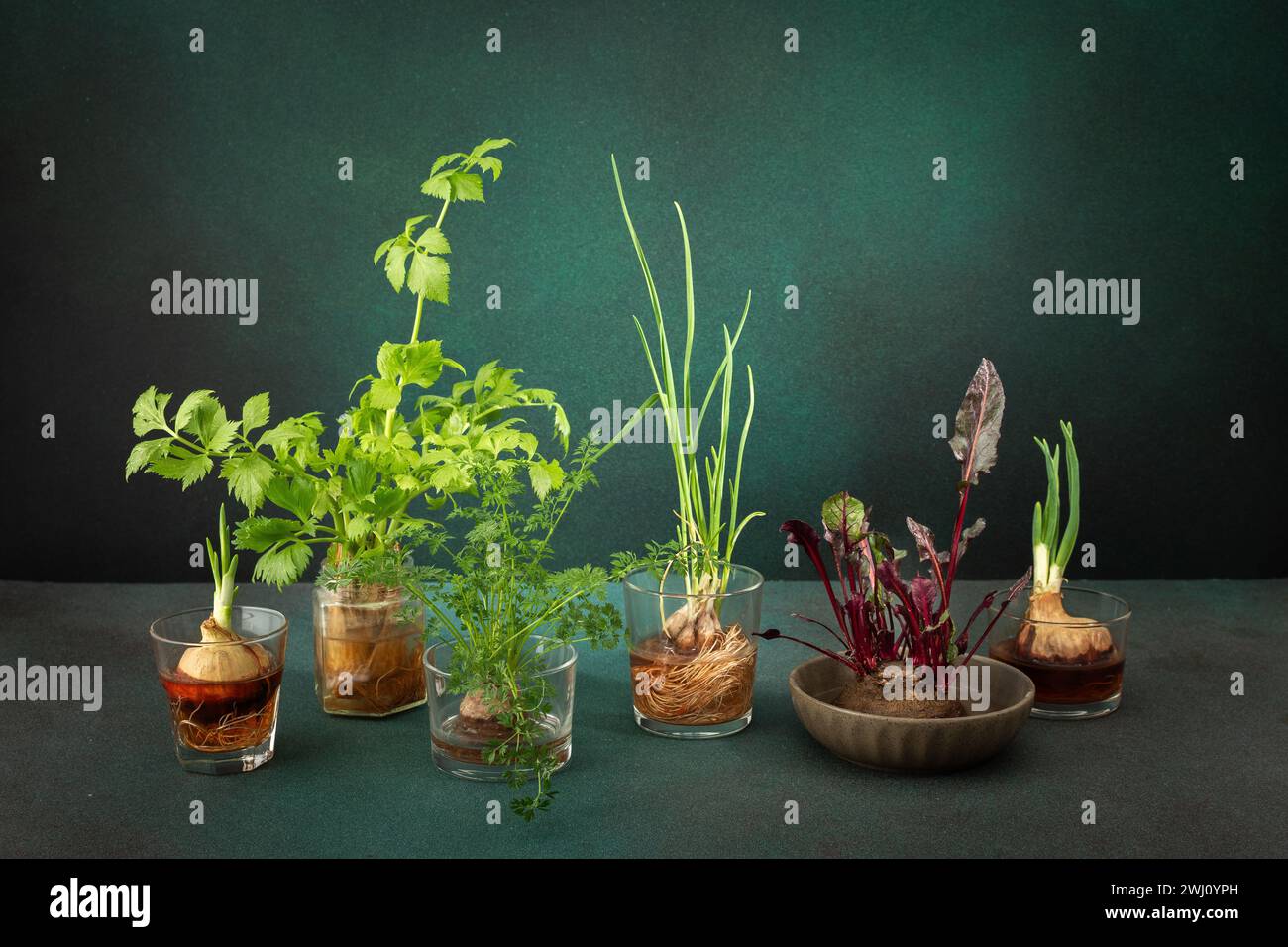 How to regrow green onions hi-res stock photography and images - Alamy