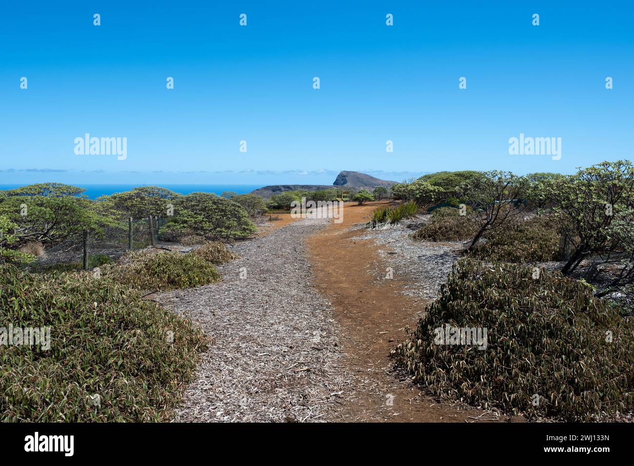 the-millennium-forest-on-the-island-of-st-helena-south-atlantic-2WJ133N.jpg