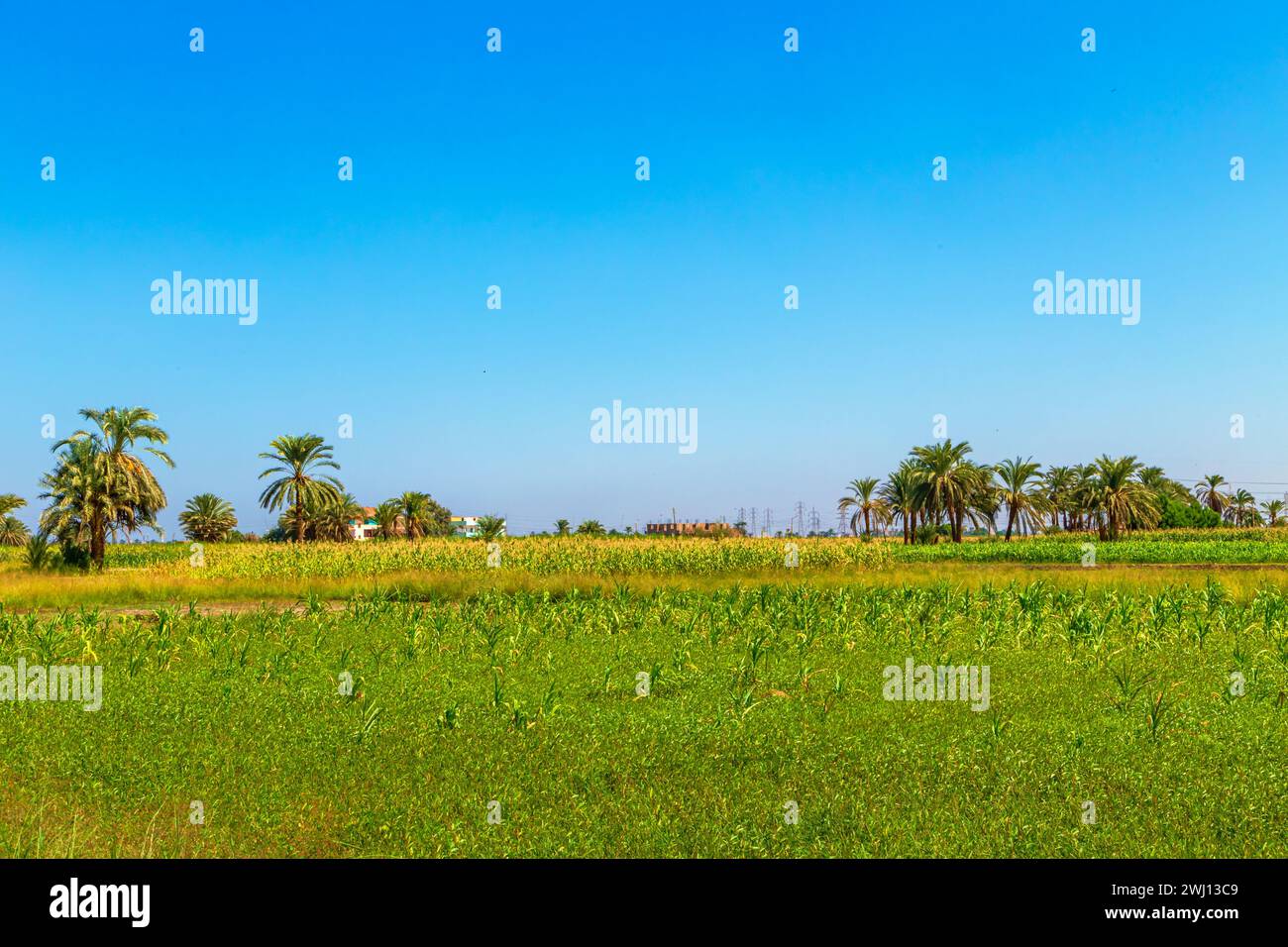 Cultivated fields on the Nile River. Landscape with palm trees and corn. Stock Photo
