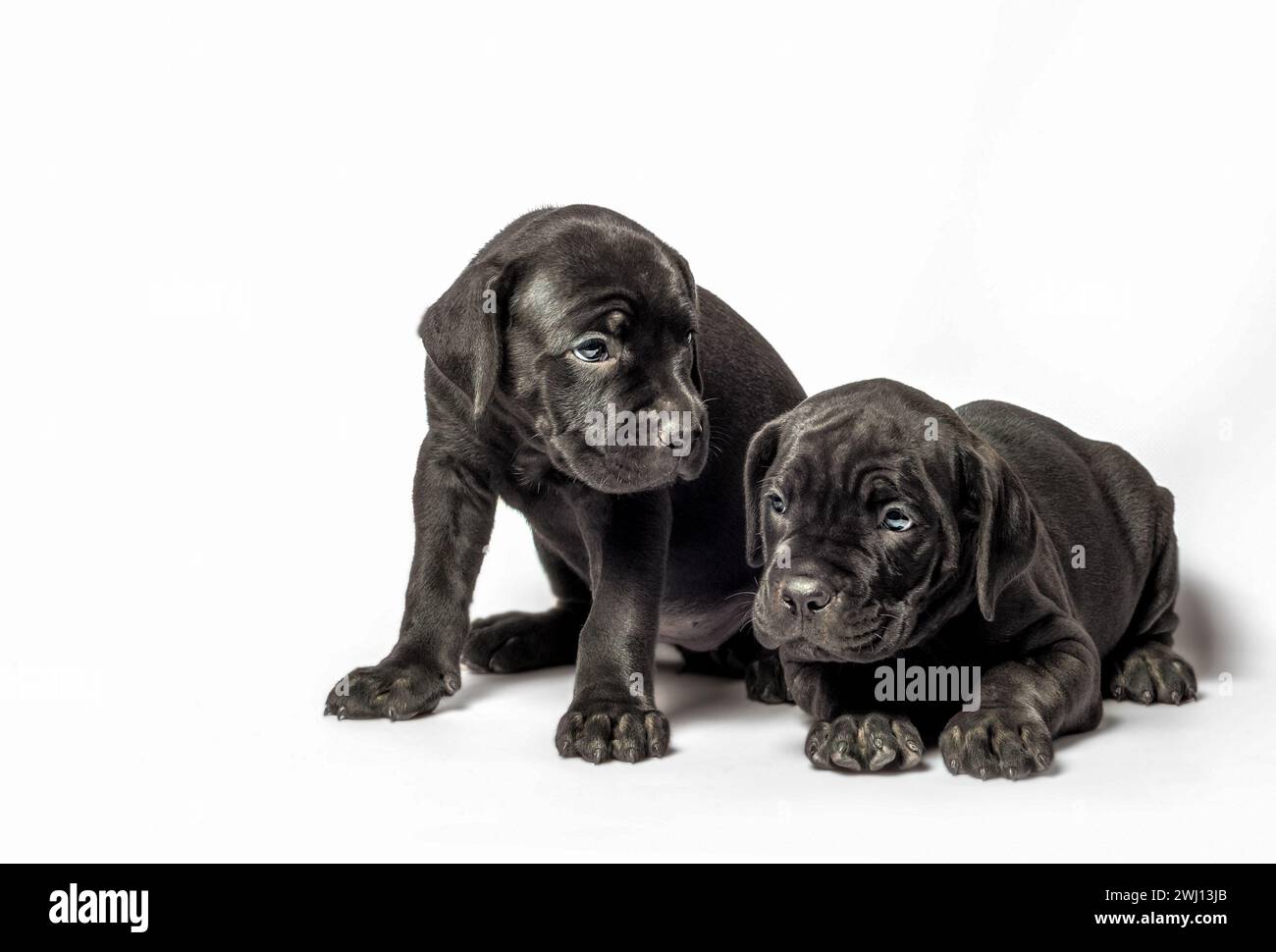 Two identical twin puppies of breed canecorso on a white background Stock Photo