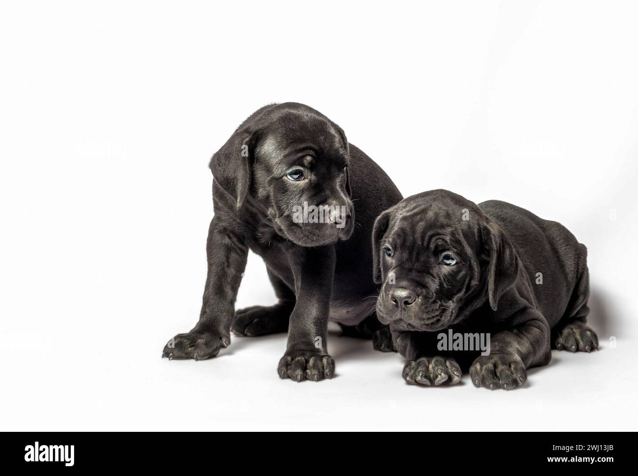 Two identical twin puppies of breed canecorso on a white background ...
