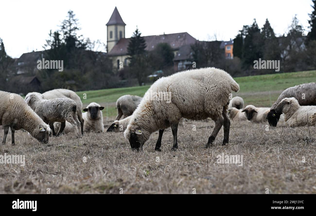 Stuttgart, Germany. 12th Feb, 2024. Sheep grazing in a meadow at the gates of Baden-Württemberg's state capital. The Franziska church in Birkach is in the background. Credit: Bernd Weißbrod/dpa/Alamy Live News Stock Photo