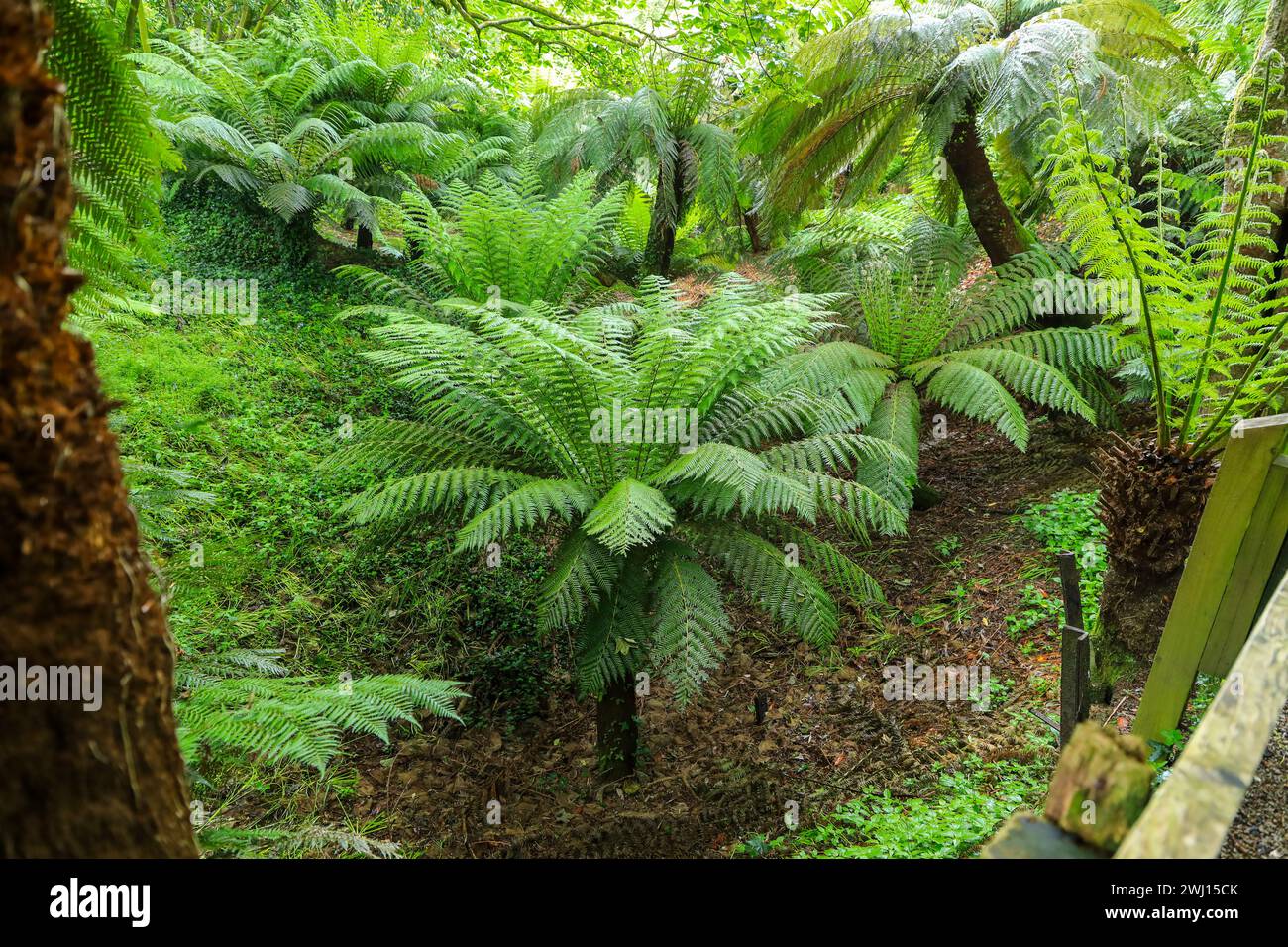 Soft Tree Ferns (Dicksonia antarctica) at Trewidden Garden, Cornwall, South West England, UK Stock Photo