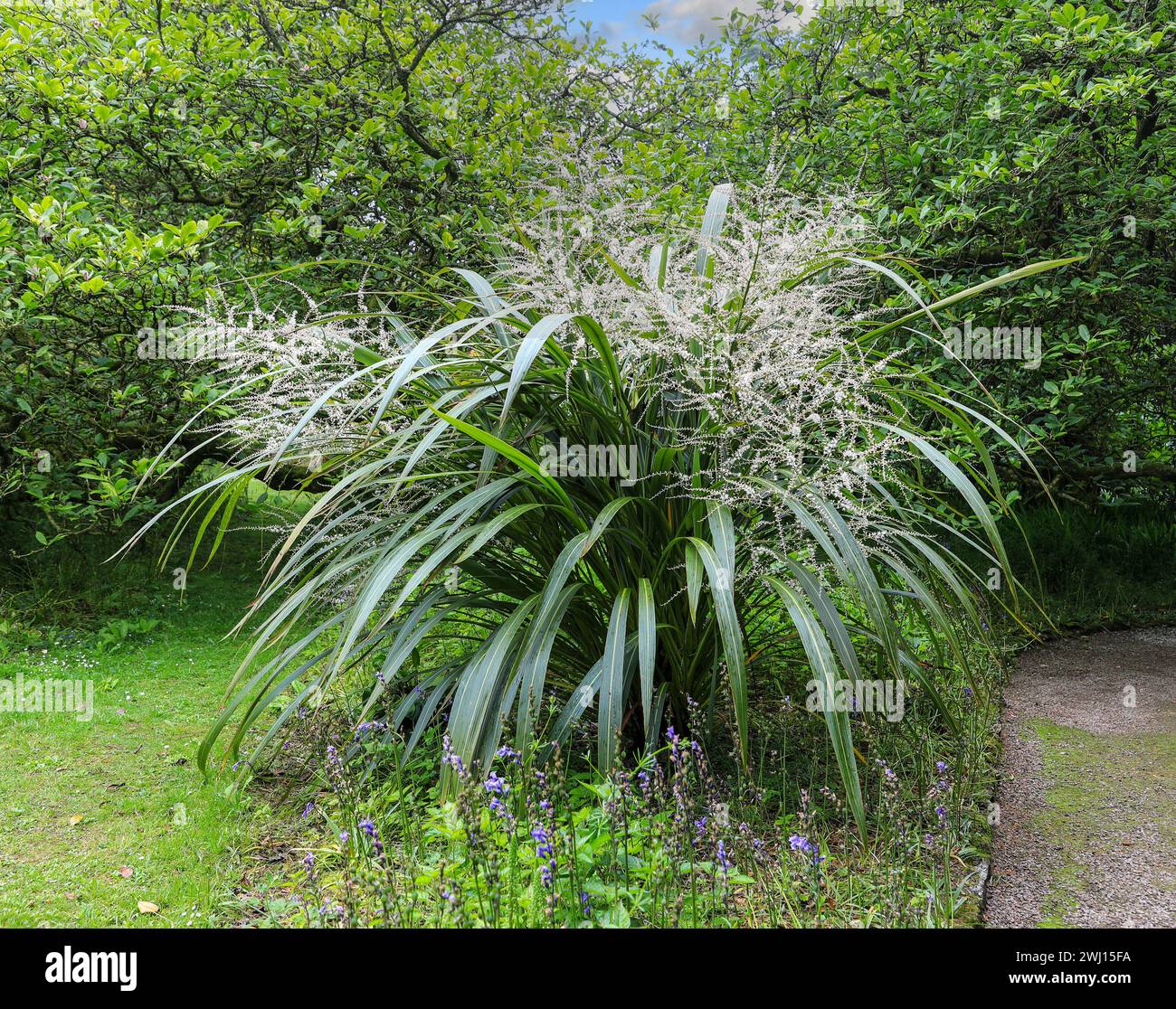 Miscanthus sinensis, the eulalia or Chinese silver grass is a species of flowering plant in the grass family Poaceae, Cornwall, England, UK Stock Photo