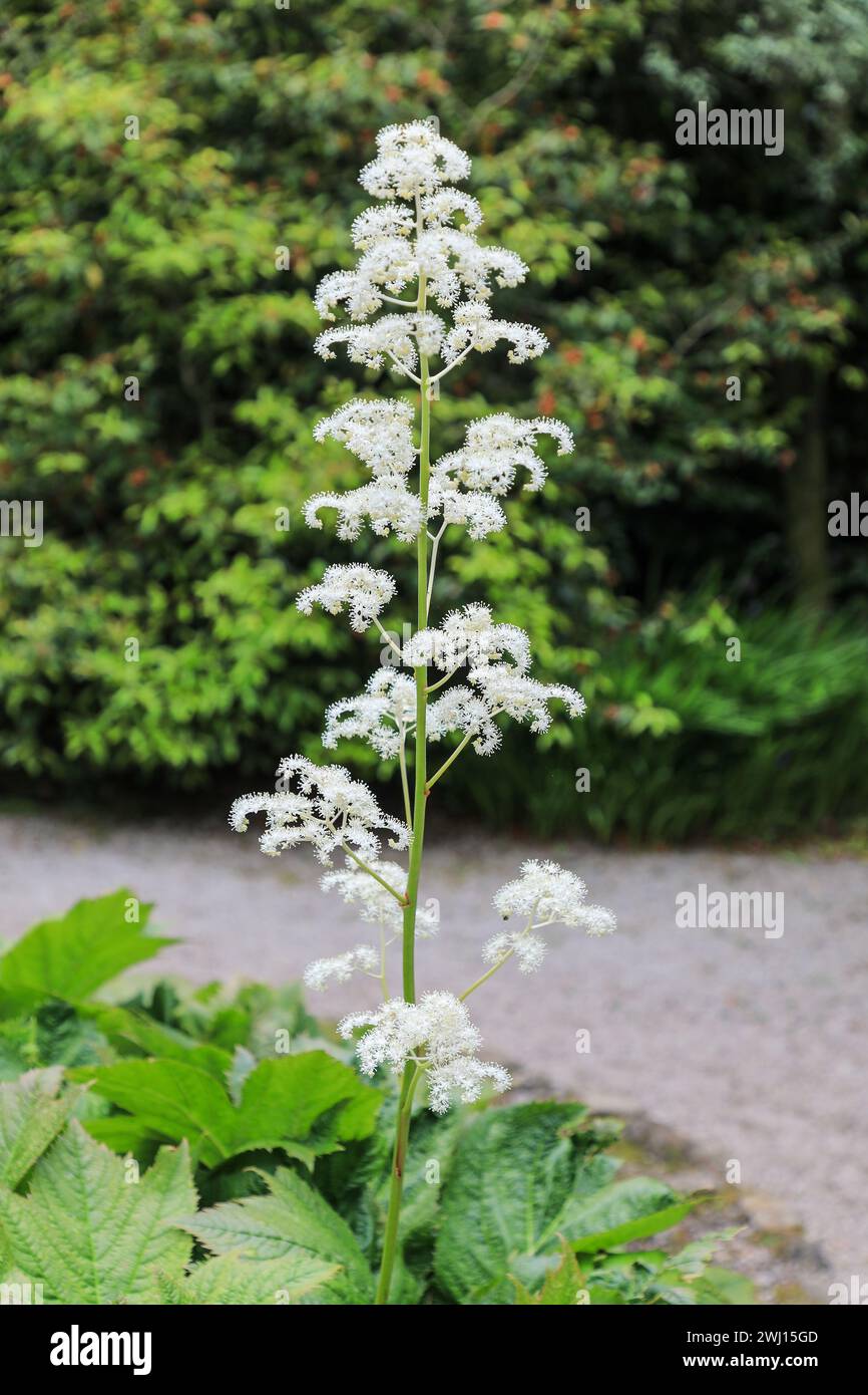The White flower spike of a Rodgersia podophylla herbaceous perennial , Cornwall, England, UK Stock Photo