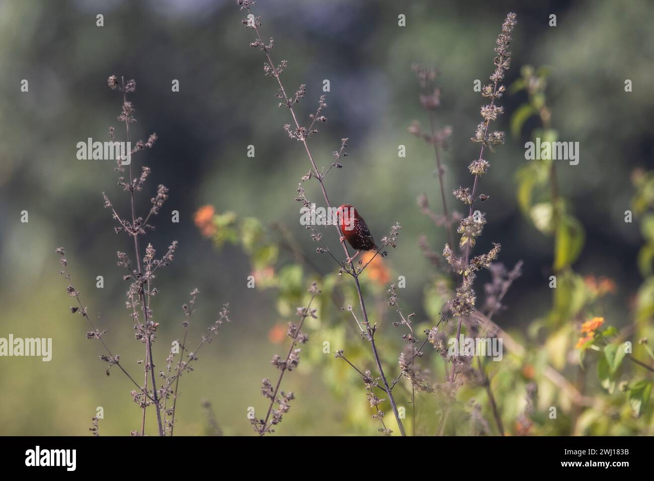 Sanjay dubri national park hi-res stock photography and images - Alamy