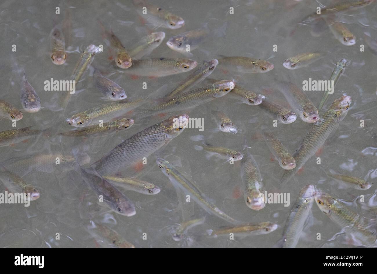 A close-up shot of a dense school of bream fish in the water Stock Photo