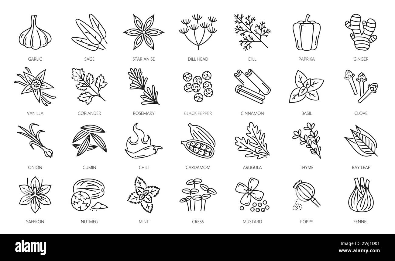 Spice, herbs and seasonings outline icons. Garlic, sage, star anise, dill head and paprika, ginger, vanilla, coriander, rosemary, black pepper and cinnamon, basil, clove, onion thin line vector icons Stock Vector