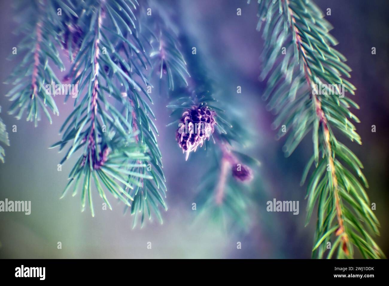 Spruce branch on a tree in winter, close-up Stock Photo