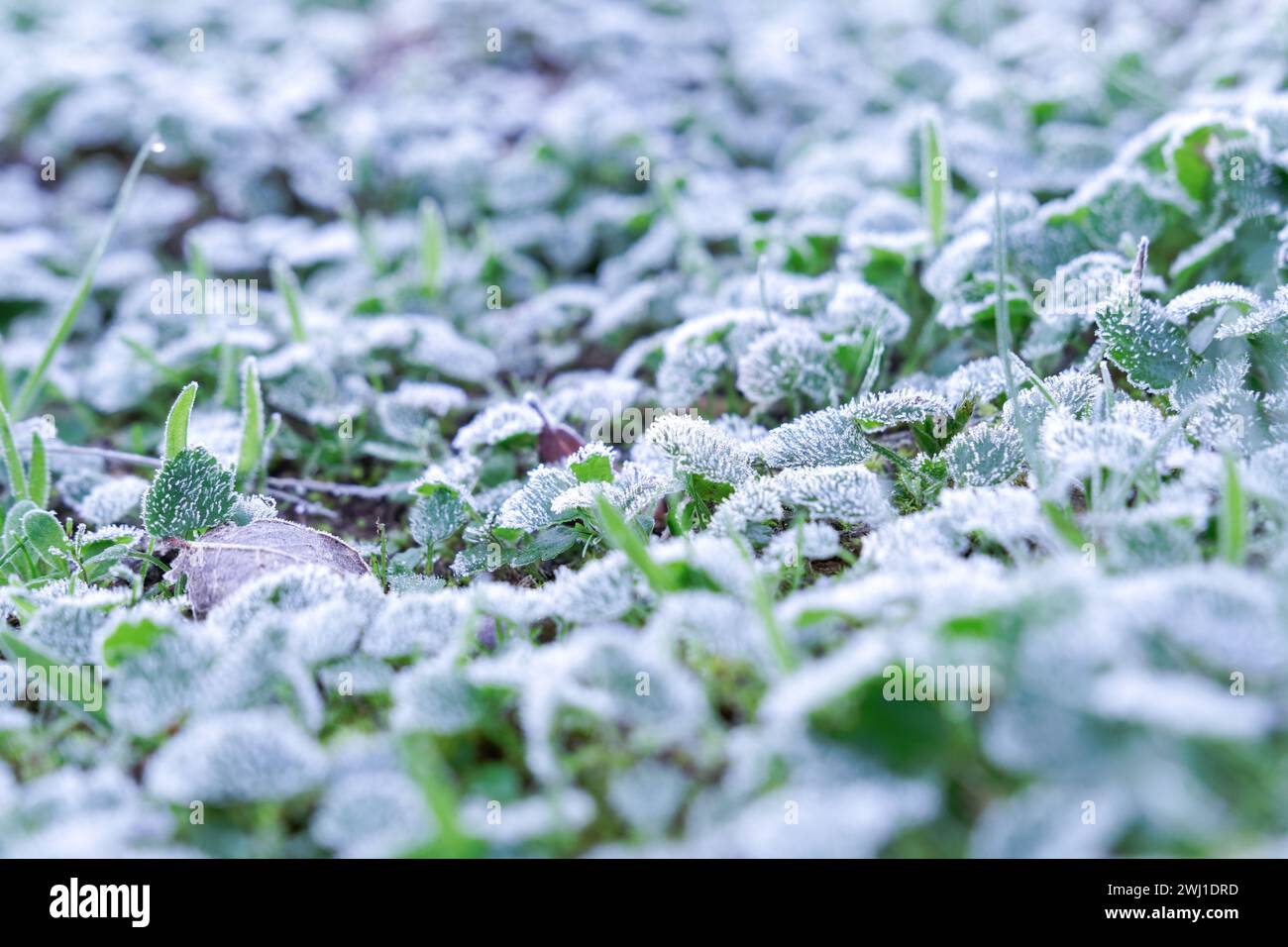 Frost covered grass hi-res stock photography and images - Alamy