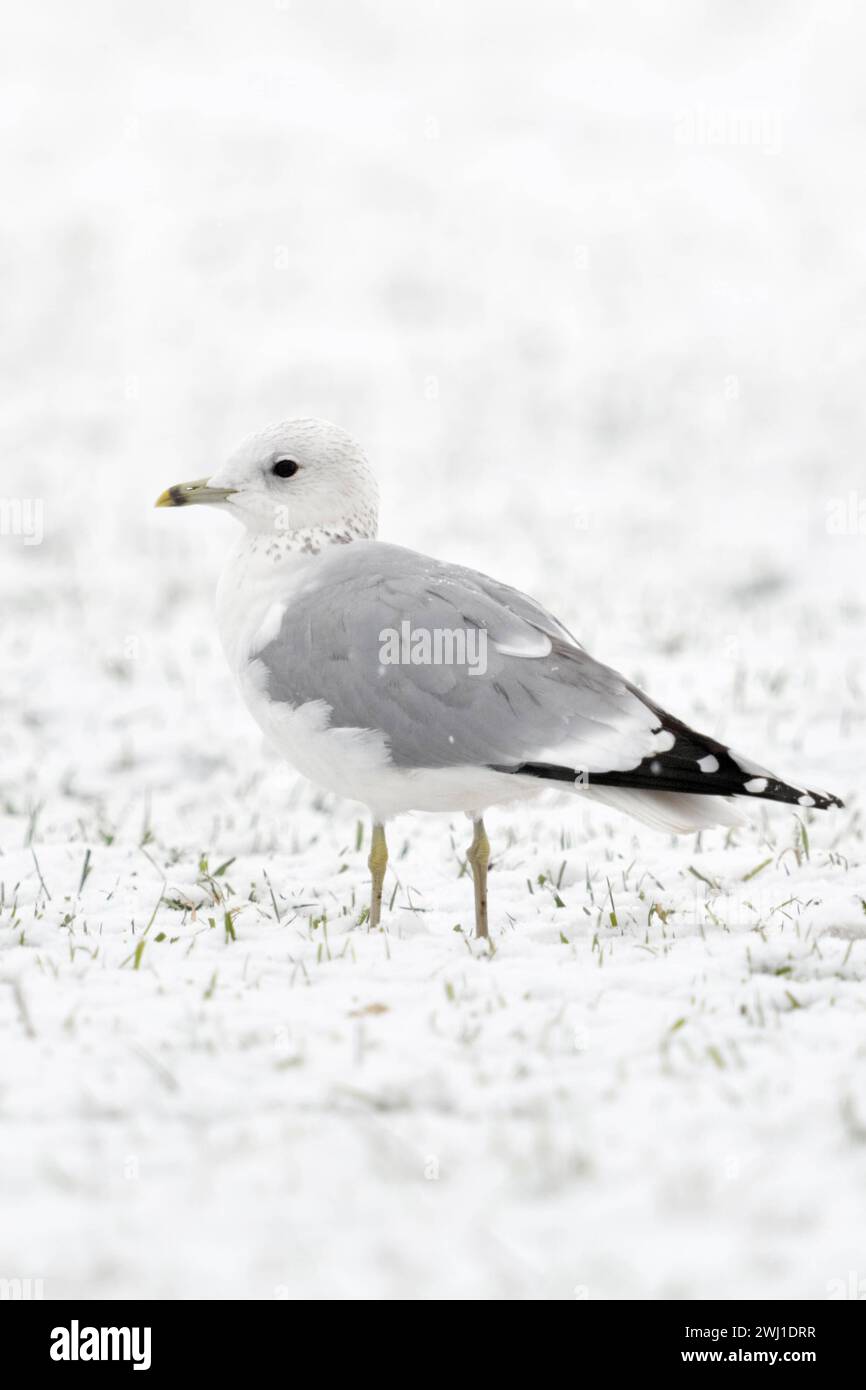 Sturmmöwe  Larus canus  im Winter, sitzt, rastet auf schneebedecktem Ackerland, weißer Vogel auf weißem Grund vermutlich Jungvogel im zweiten Winter, heimische Tierwelt, wildlife, Europa. *** Mew Gull  Larus canus  in winter, sitting on snow covered farmland, probably young bird in second winter, wildlife, Europe. Nordrhein-Westfalen Deutschland, Westeuropa Stock Photo