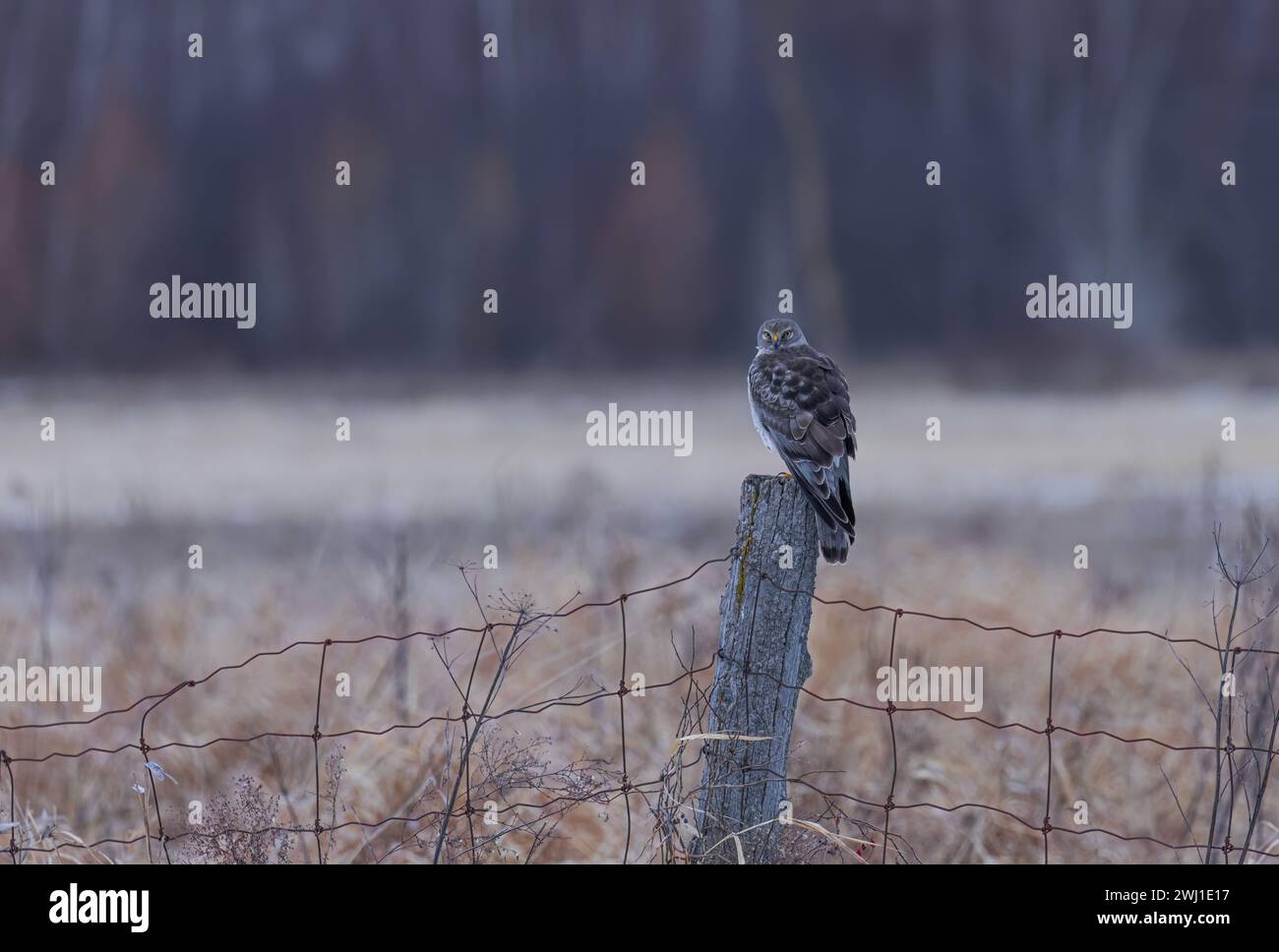 Northern Harrier male sitting on a post on a winter day in Canada Stock Photo