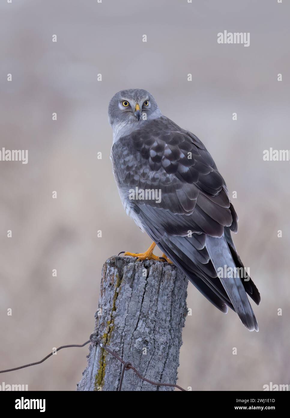 Northern Harrier male sitting on a post on a winter day in Canada Stock Photo