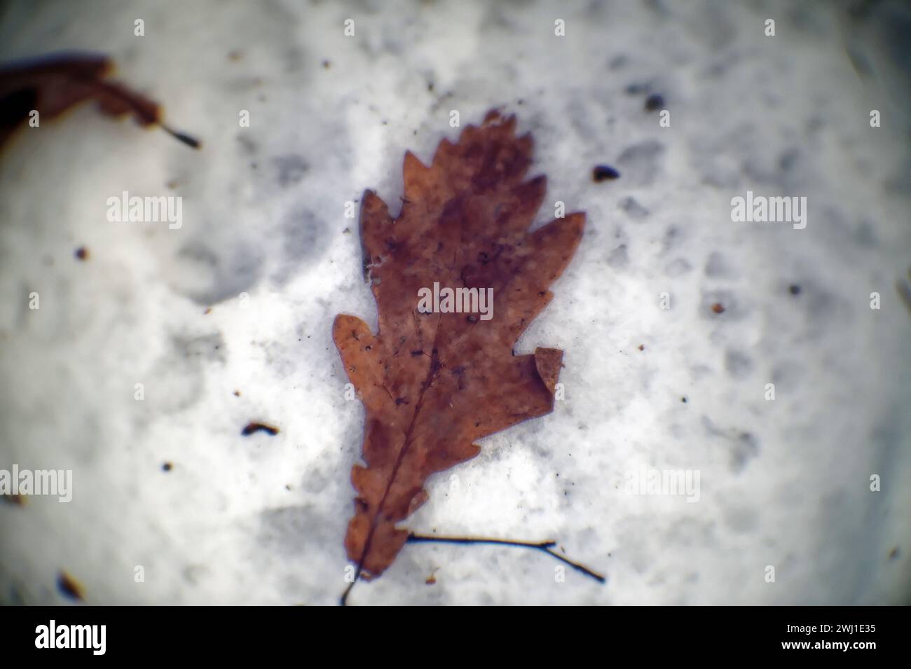 Oak leaf lying on the snow, close-up Stock Photo