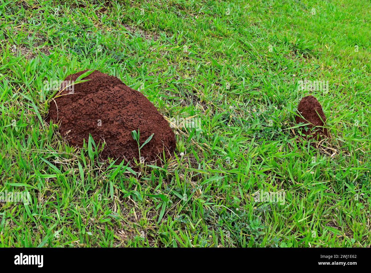 Termite mounds on grass, Ribeirao Preto, Sao Paulo, Brazil Stock Photo