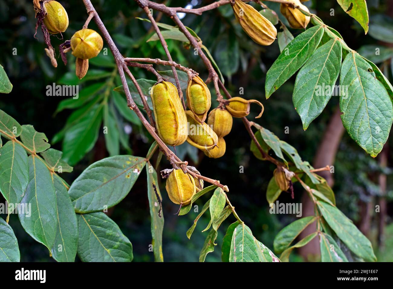 Yellow fruits (Inga vera) and leaves on tree Stock Photo