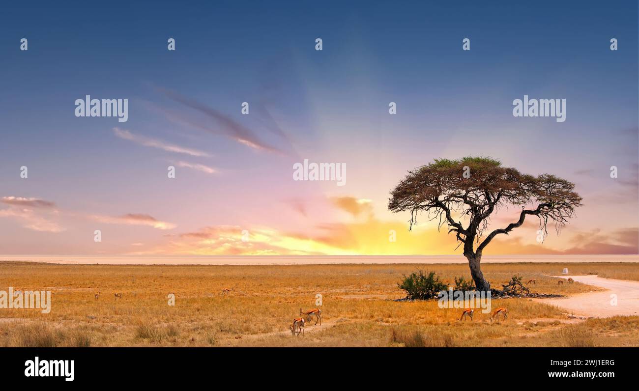 Acacia Tree with Etosha Pan in the distance with a few springbok feeding on the dry yellow African plains Stock Photo