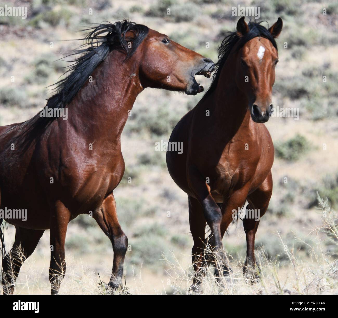 Two horses standing in a lush grassy area with majestic mountains in ...