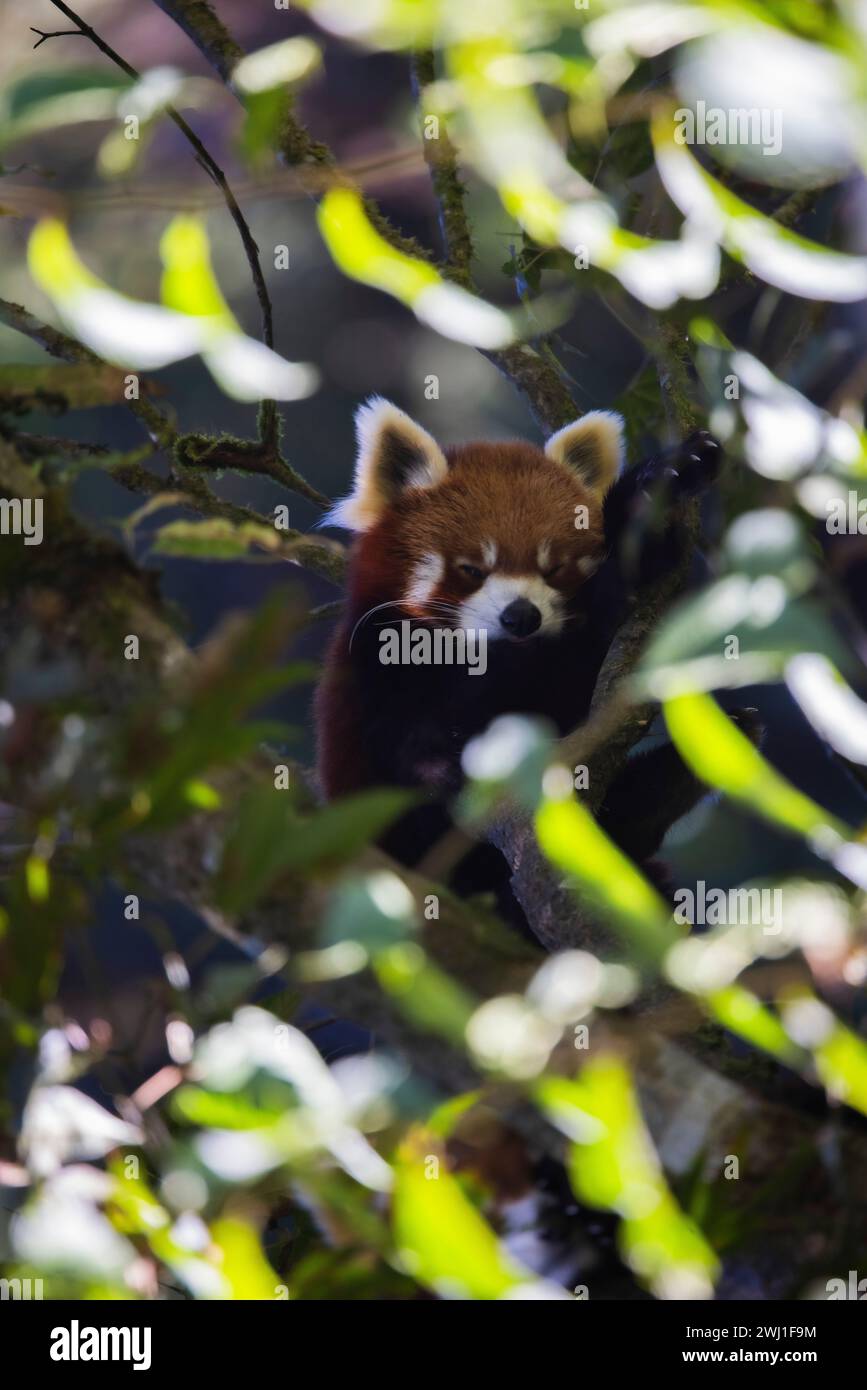 Red Panda, Ailurus fulgens, Sikkim, India Stock Photo