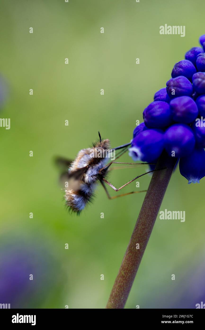 Macro shot of a bee on a blue grape hyacinth Stock Photo