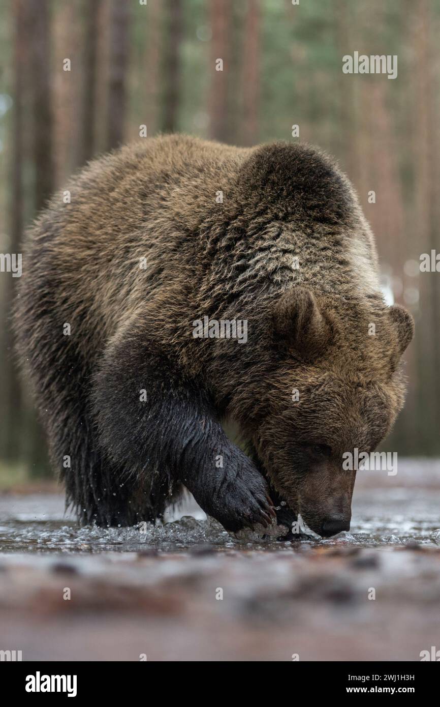 Brown Bear  ( Ursus arctos ), young adolescent, standing in shallow water of an ice covered puddle, exploring the frozen water, Europe. Stock Photo