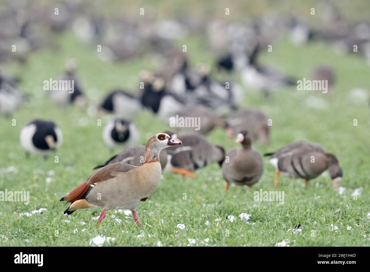 Egyptian Goose (Alopochen aegyptiacus), invasive species in winter, in front of wintering nordic / arctic geese, walking over farmland, wildlife, Euro Stock Photo
