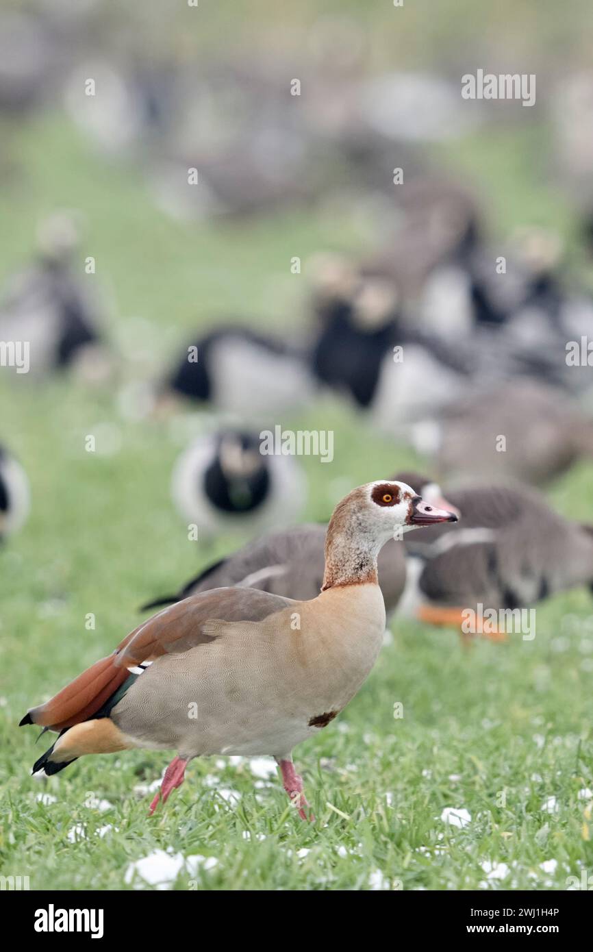 Egyptian Goose (Alopochen aegyptiacus), invasive species in winter, in front of wintering nordic / arctic geese, walking over farmland, wildlife, Euro Stock Photo