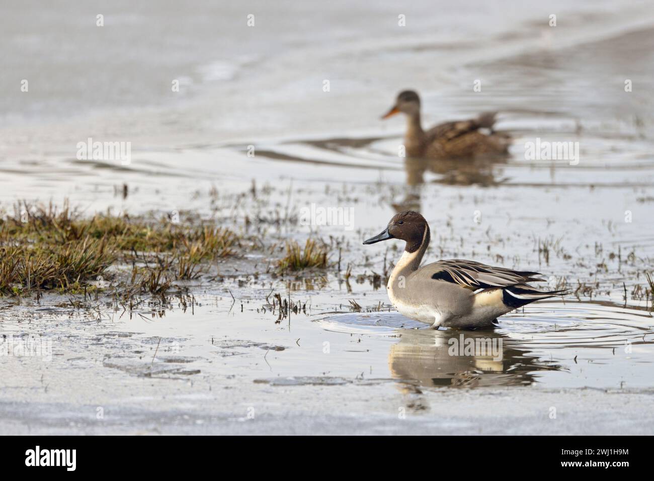 Northern Pintails ( Anas acuta ), pair, couple, rare and endangered species, striking plumage, resting in shallow waters,wildlife, Europe. Stock Photo
