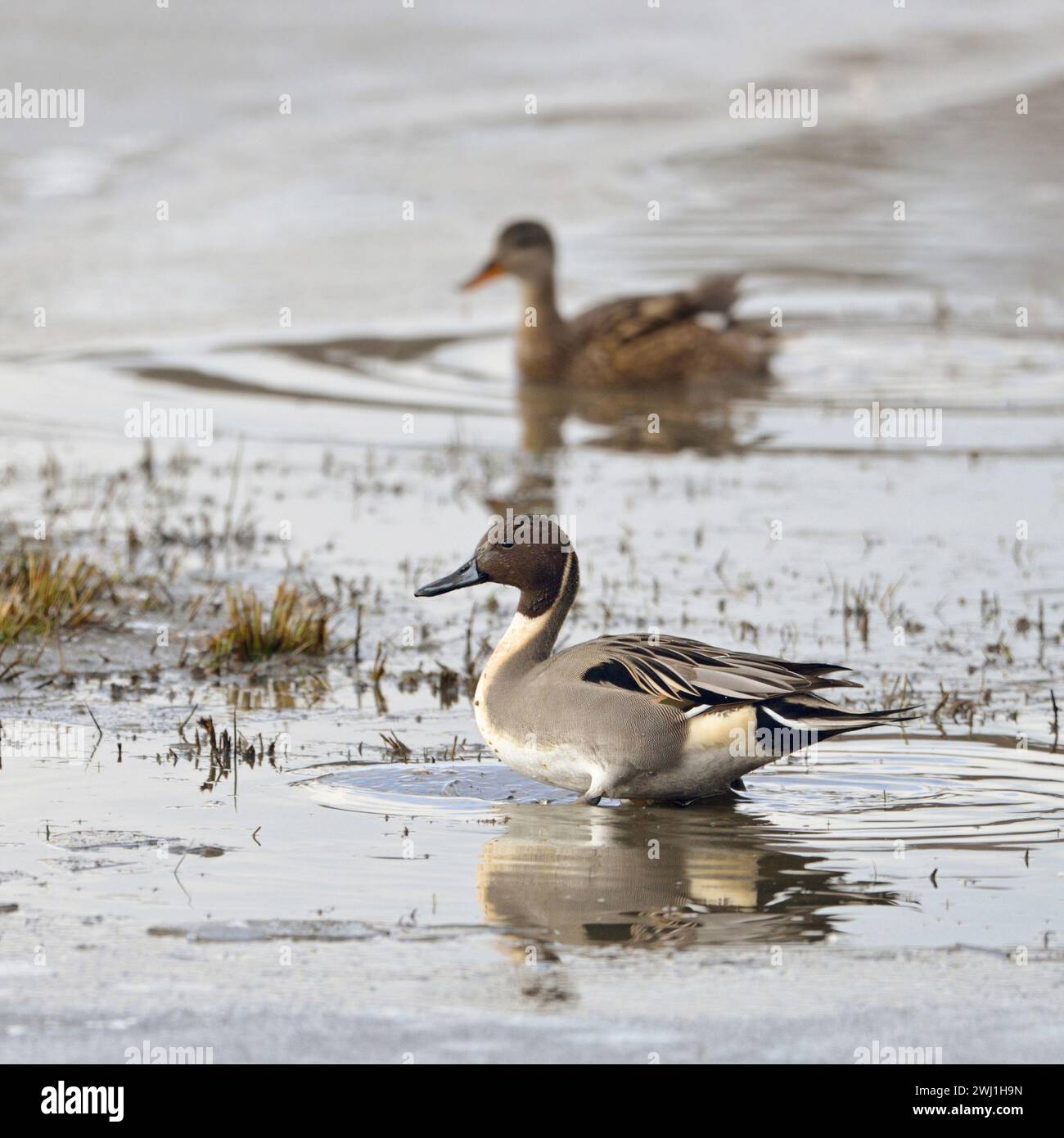 Northern Pintails ( Anas acuta ), pair, couple, rare and endangered species, striking plumage, resting in shallow waters,wildlife, Europe. Stock Photo
