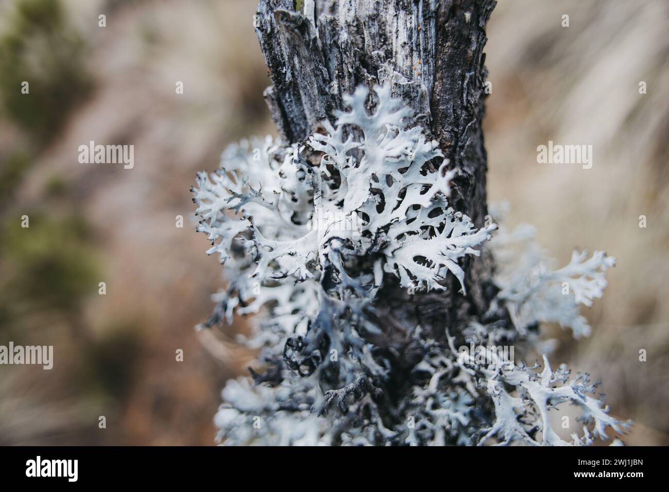 Nevado de colima national park hi-res stock photography and images - Alamy